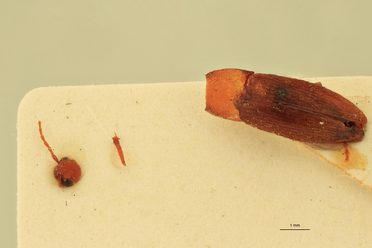 Anchastus febriculosus F Ht D.jpg Anchastus febriculosus F Ht D.jpg