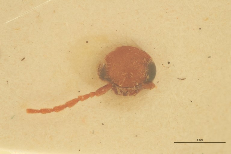 Anchastus febriculosus F Ht F.jpg Anchastus febriculosus F Ht F.jpg