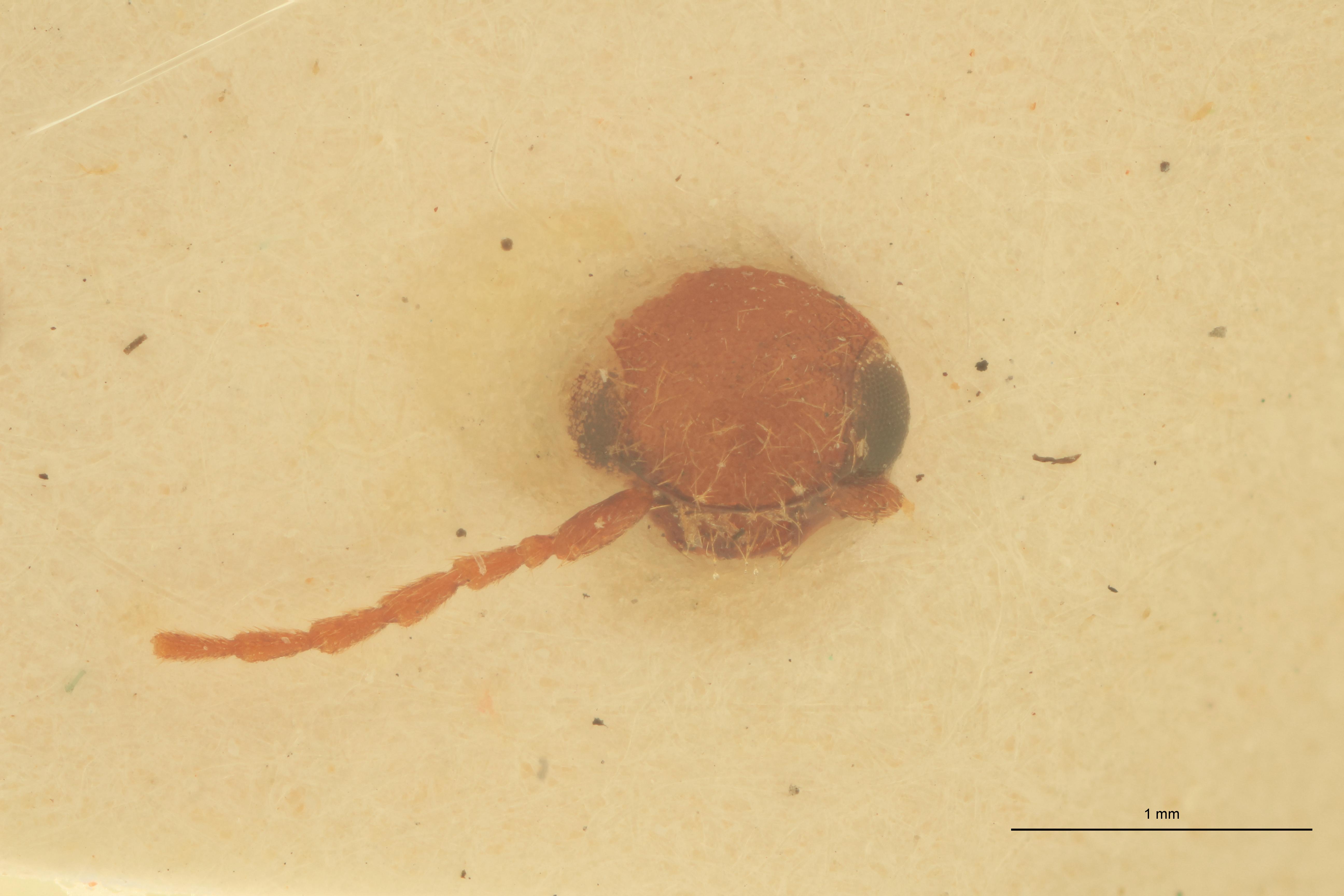 Anchastus febriculosus F Ht F.jpg