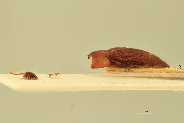 Anchastus febriculosus F Ht L.jpg Anchastus febriculosus F Ht L.jpg