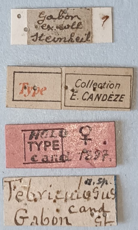 Anchastus febriculosus F Ht Labels 1.jpg Anchastus febriculosus F Ht Labels 1.jpg