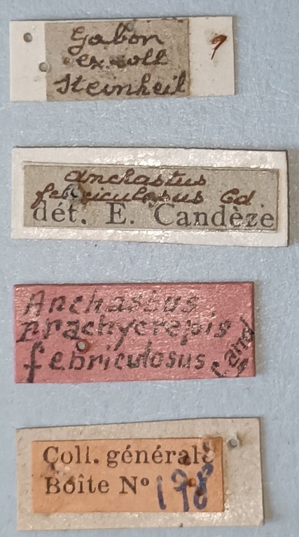 Anchastus febriculosus F Ht Labels 2.jpg Anchastus febriculosus F Ht Labels 2.jpg