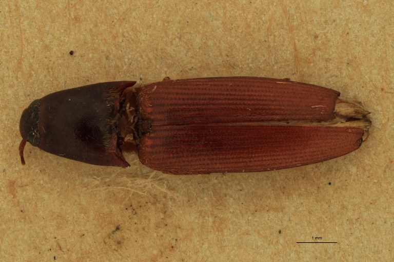 Anchastus ferrugineipennis St D.jpg