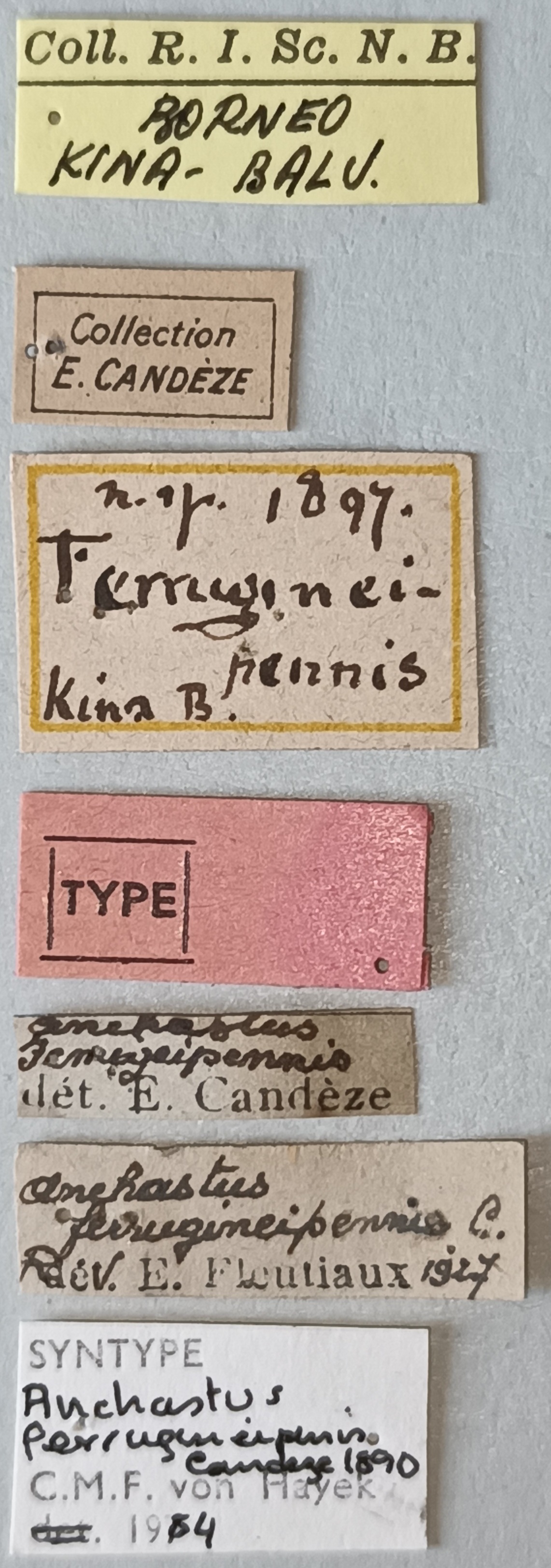 Anchastus ferrugineipennis St Labels.jpg