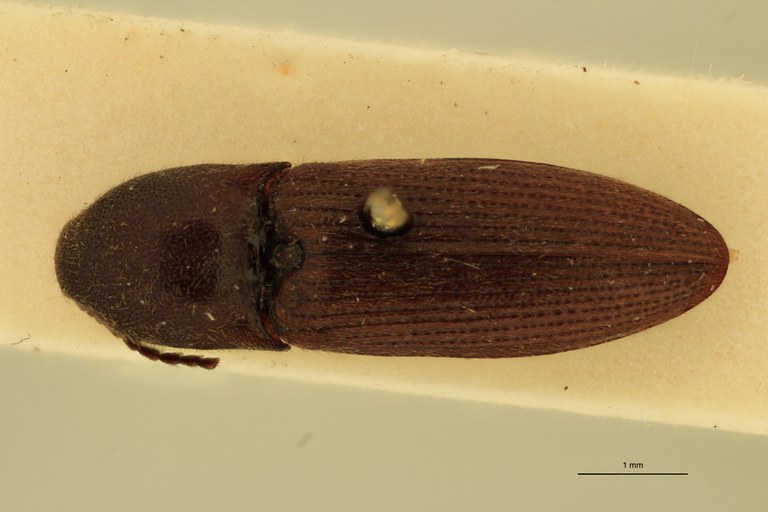 Anchastus fusculus T D.jpg