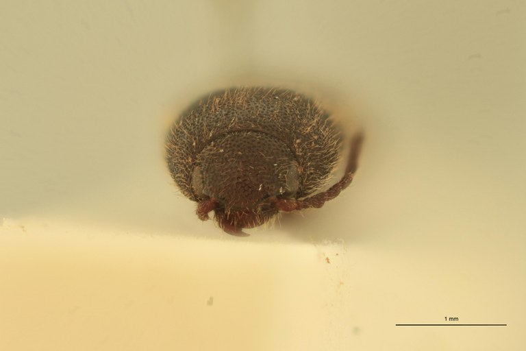 Anchastus fusculus T F.jpg