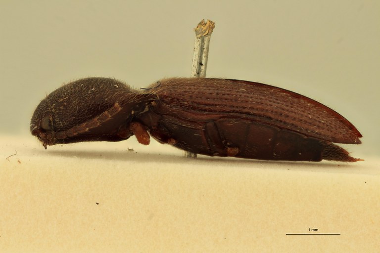 Anchastus fusculus T L.jpg