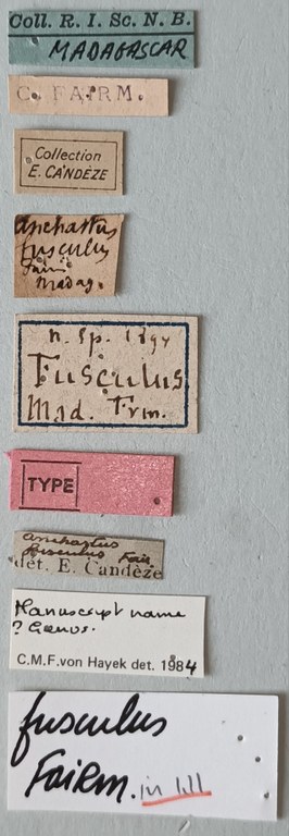 Anchastus fusculus T Labels.jpg