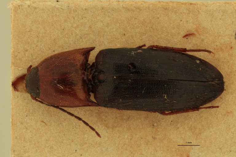 Anchastus imitans F St D.jpg Anchastus imitans F St D.jpg