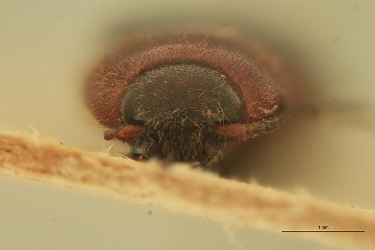 Anchastus imitans F St F.jpg Anchastus imitans F St F.jpg