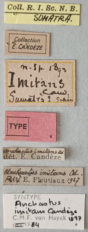 Anchastus imitans F St Labels.jpg Anchastus imitans F St Labels.jpg