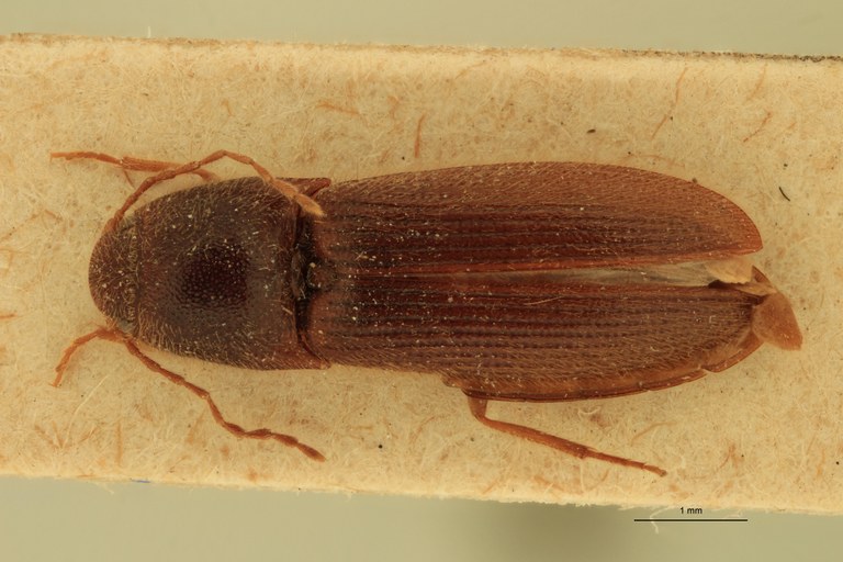 Anchastus insulsus T D.jpg