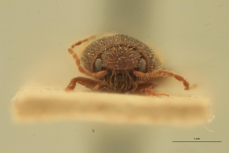 Anchastus insulsus T F.jpg