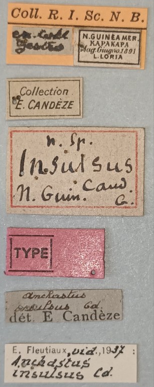 Anchastus insulsus T Labels.jpg