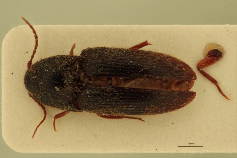 Anchastus klugi Pt D.jpg