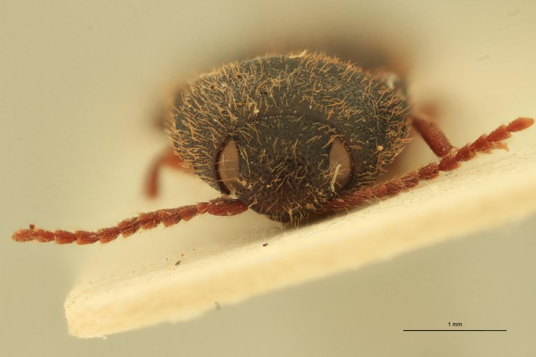 Anchastus klugi Pt F.jpg