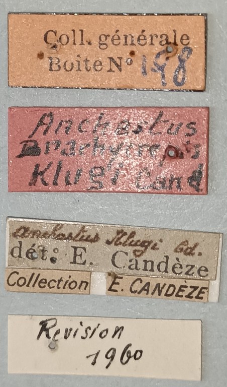 Anchastus klugi Pt Labels 2.jpg