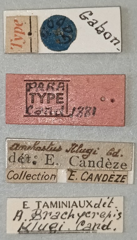 Anchastus klugi Pt Labels 1.jpg