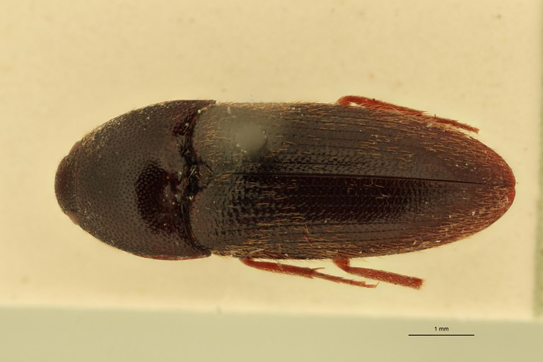 Anchastus klugi F Lt D.jpg Anchastus klugi F Lt D.jpg