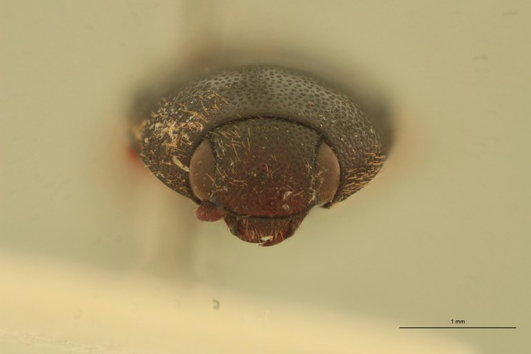 Anchastus klugi F Lt F.jpg Anchastus klugi F Lt F.jpg