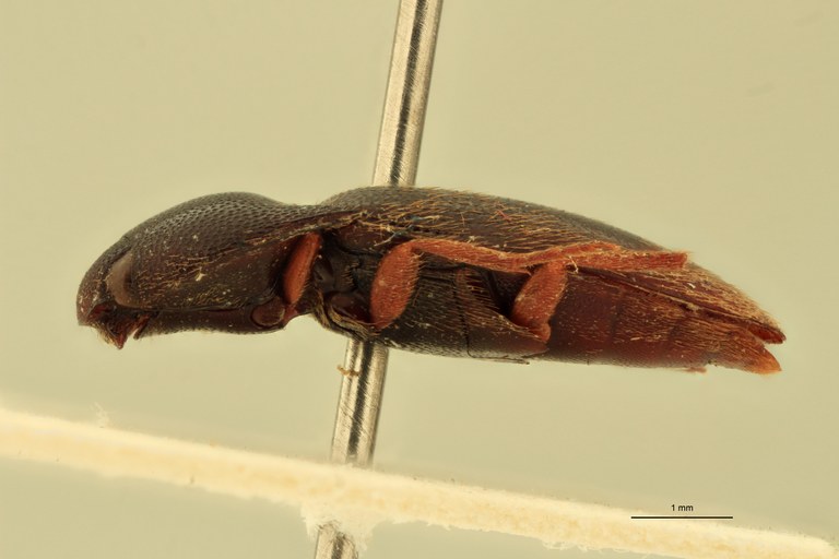 Anchastus klugi F Lt L.jpg Anchastus klugi F Lt L.jpg