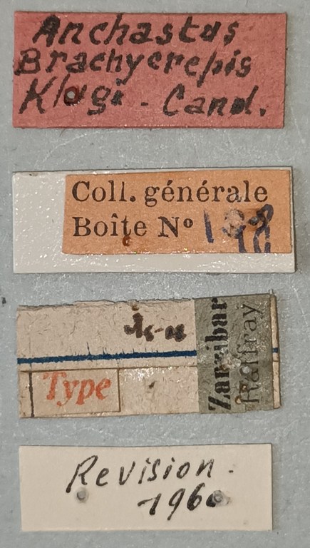 Anchastus klugi F Lt Labels 2.jpg Anchastus klugi F Lt Labels 2.jpg