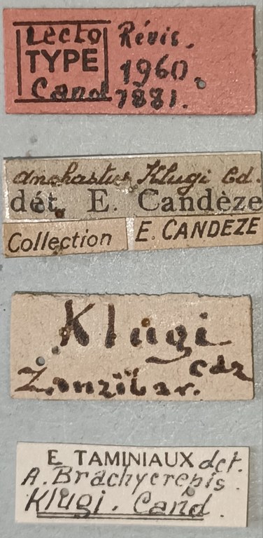 Anchastus klugi F Lt Labels 1.jpg Anchastus klugi F Lt Labels 1.jpg