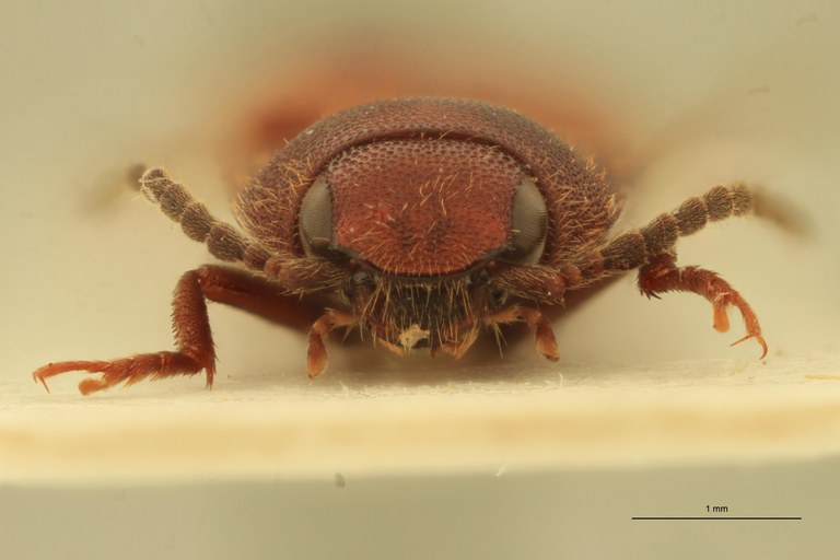 Anchastus laminatus M T F.jpg