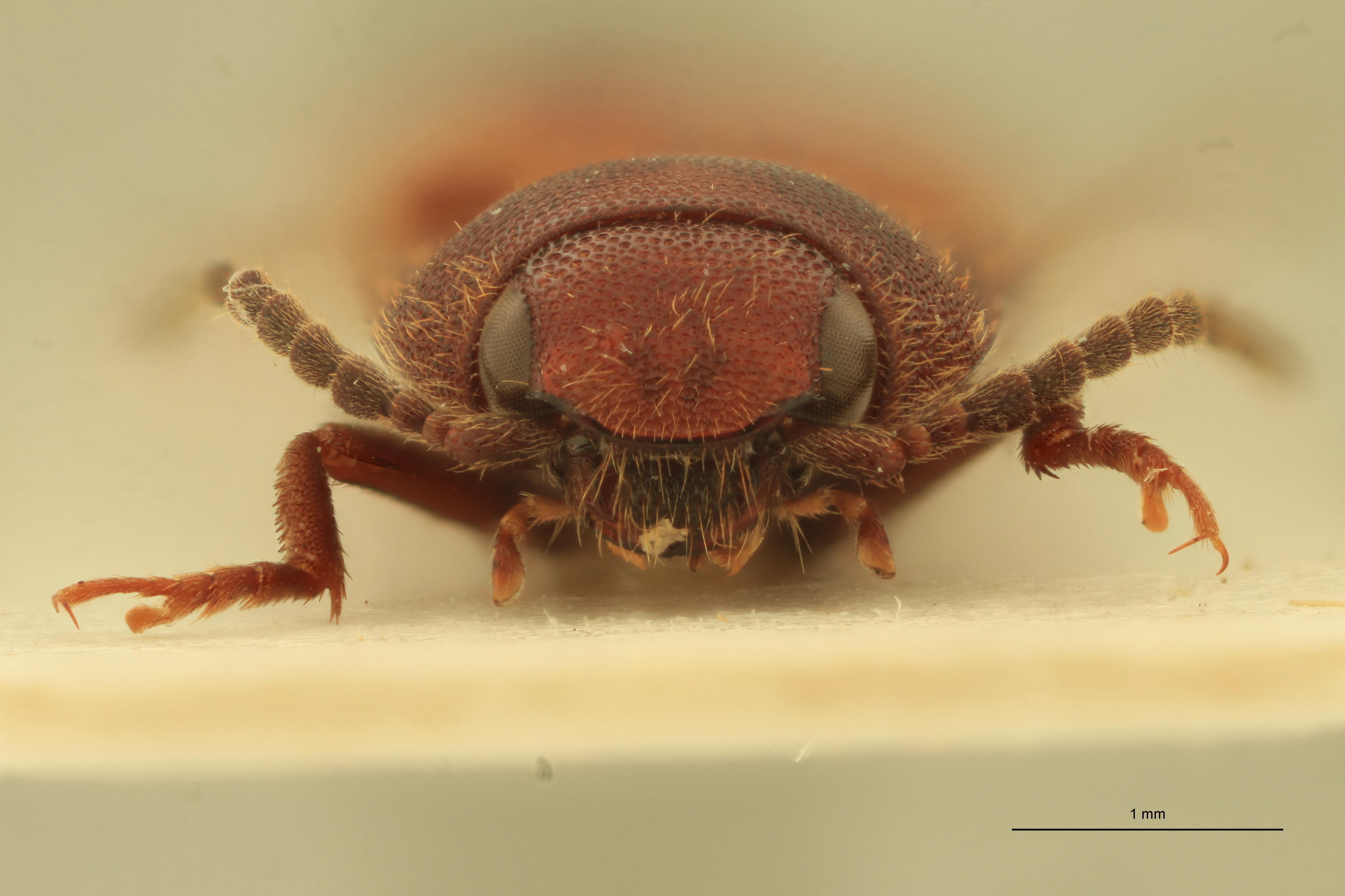 Anchastus laminatus M T F.jpg
