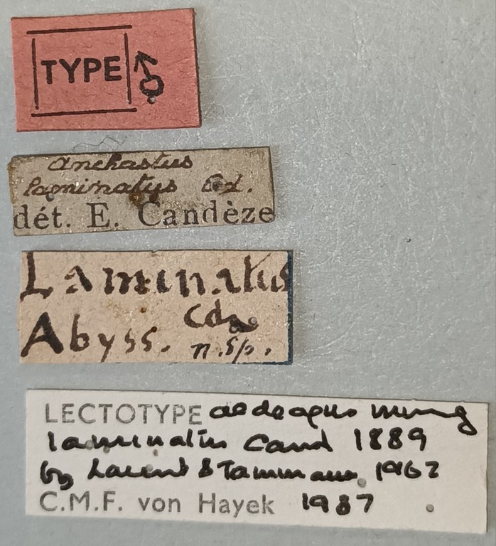 Anchastus laminatus M T Labels 1.jpg