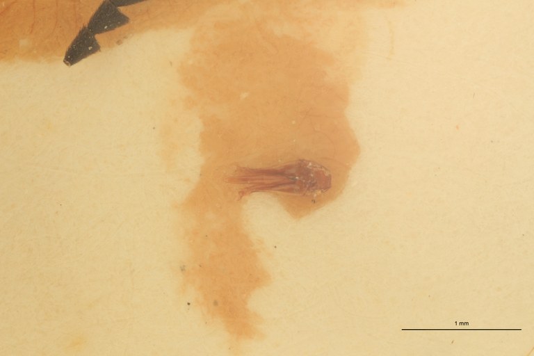 Anchastus militaris M T Aedeagus.jpg