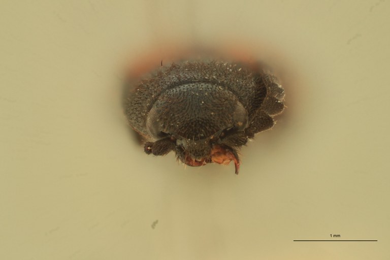 Anchastus militaris M T F.jpg