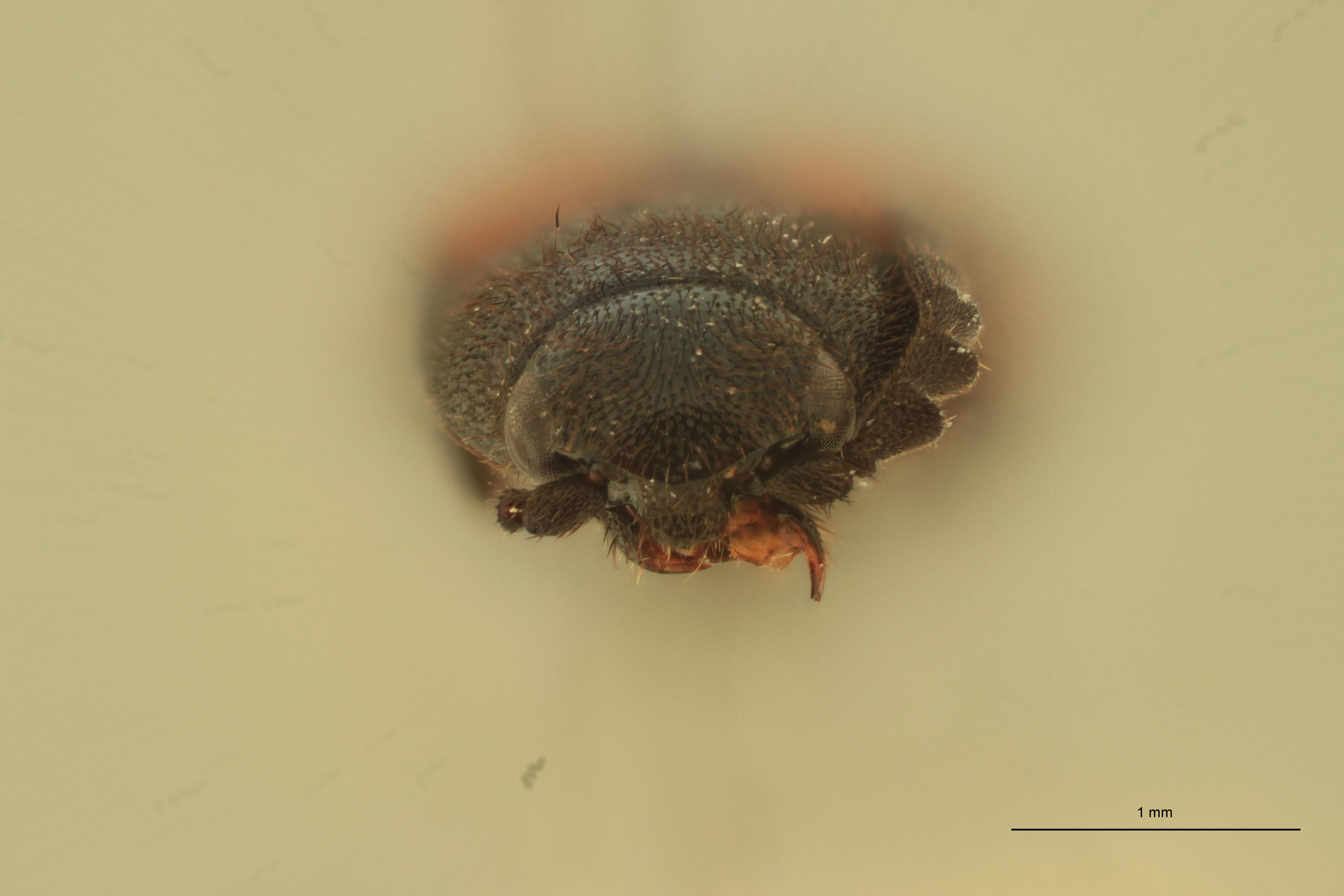 Anchastus militaris M T F.jpg