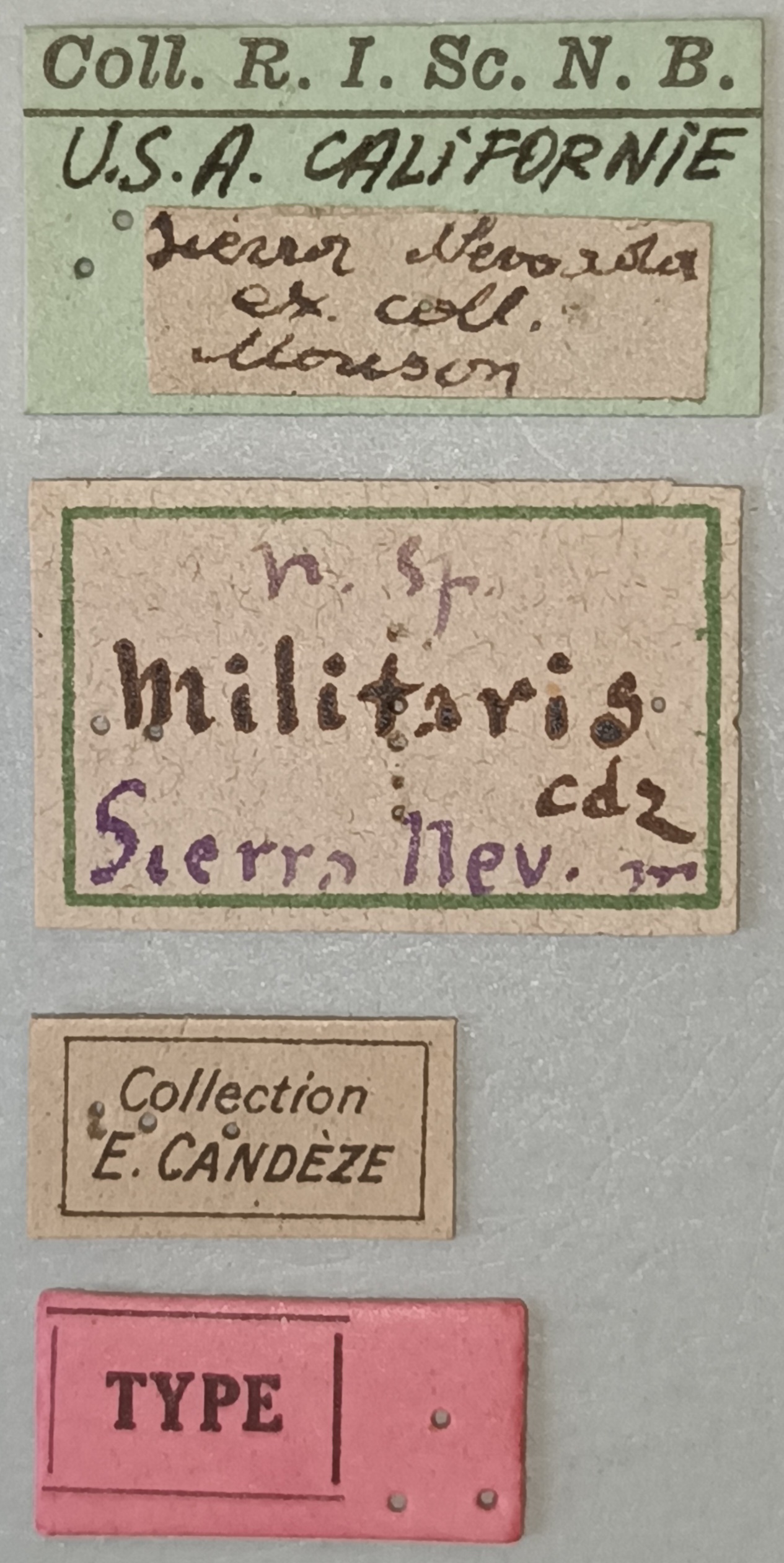 Anchastus militaris M T Labels.jpg