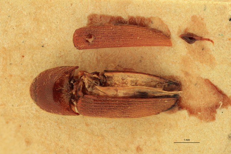 Anchastus nitidus St D.jpg