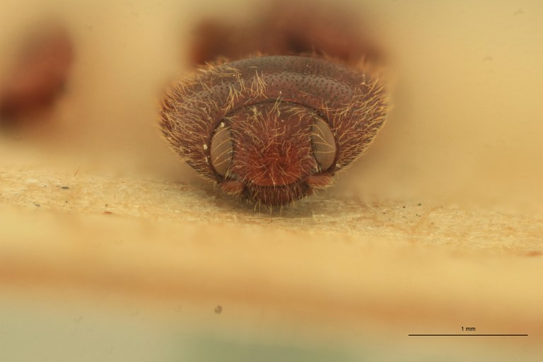 Anchastus nitidus St F.jpg