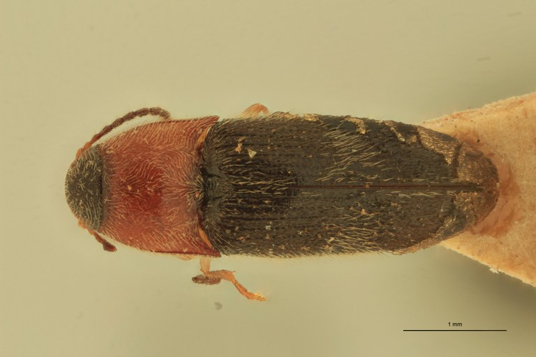 Anchastus ornatus T D.jpg