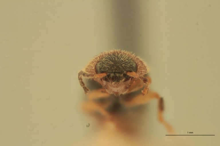 Anchastus ornatus T F.jpg