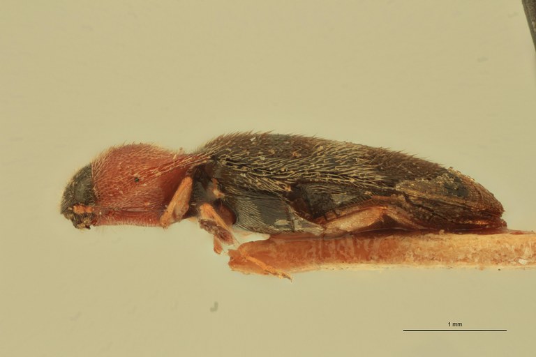 Anchastus ornatus T L.jpg