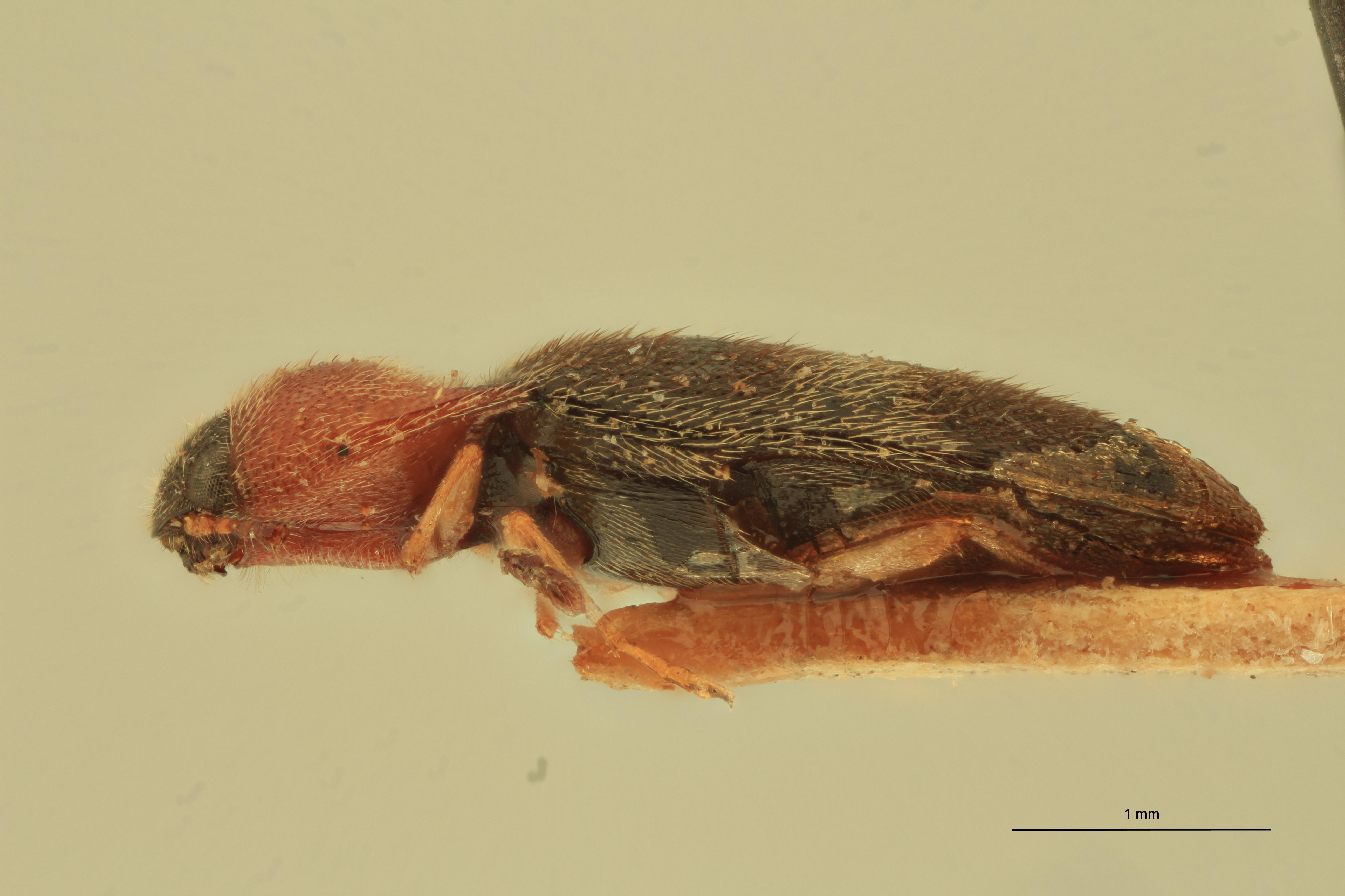 Anchastus ornatus T L.jpg