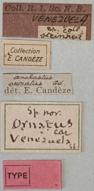 Anchastus ornatus T Labels.jpg
