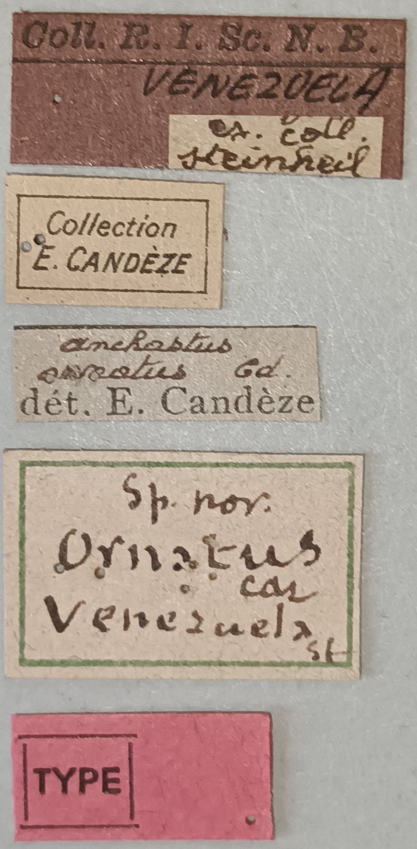 Anchastus ornatus T Labels.jpg