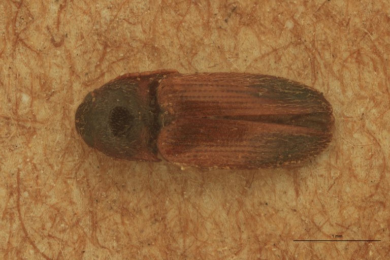 Anchastus posticus T D.jpg