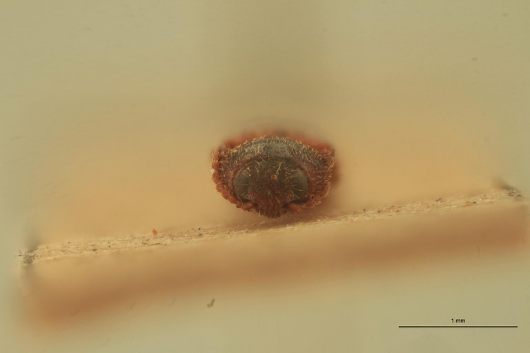 Anchastus posticus T F.jpg