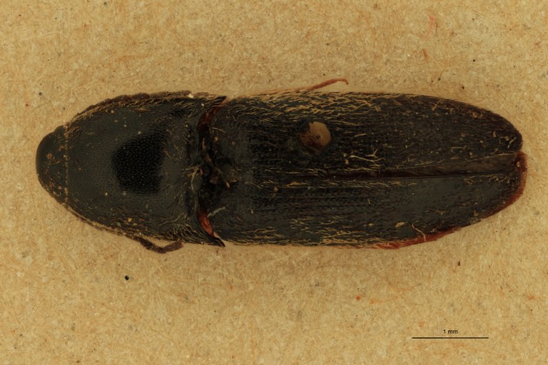 Anchastus pusio T D.jpg