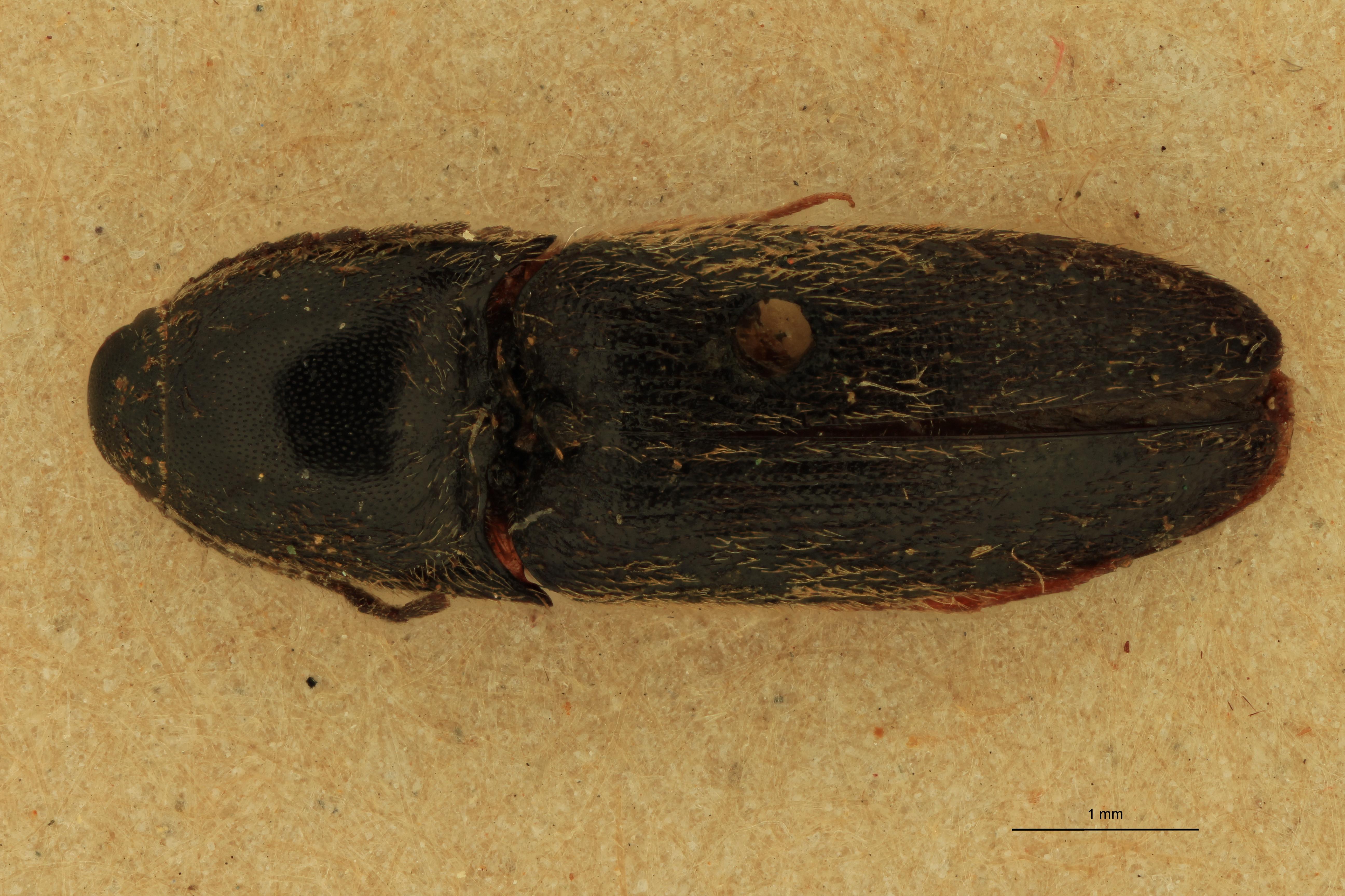Anchastus pusio T D.jpg