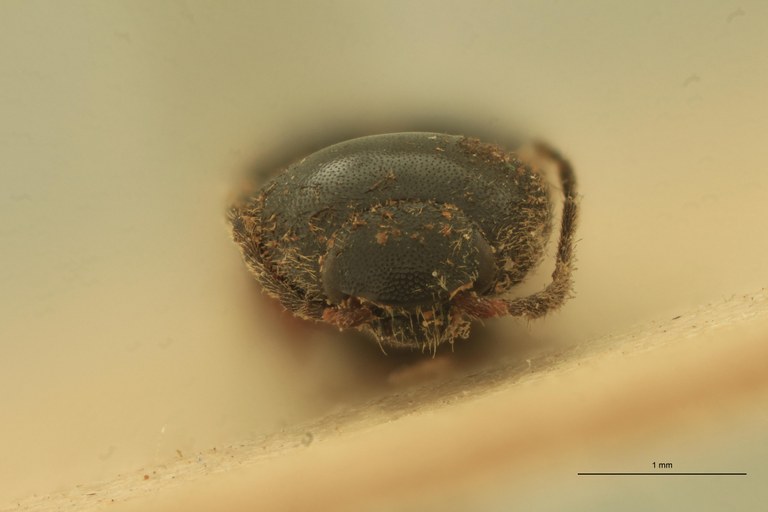 Anchastus pusio T F.jpg