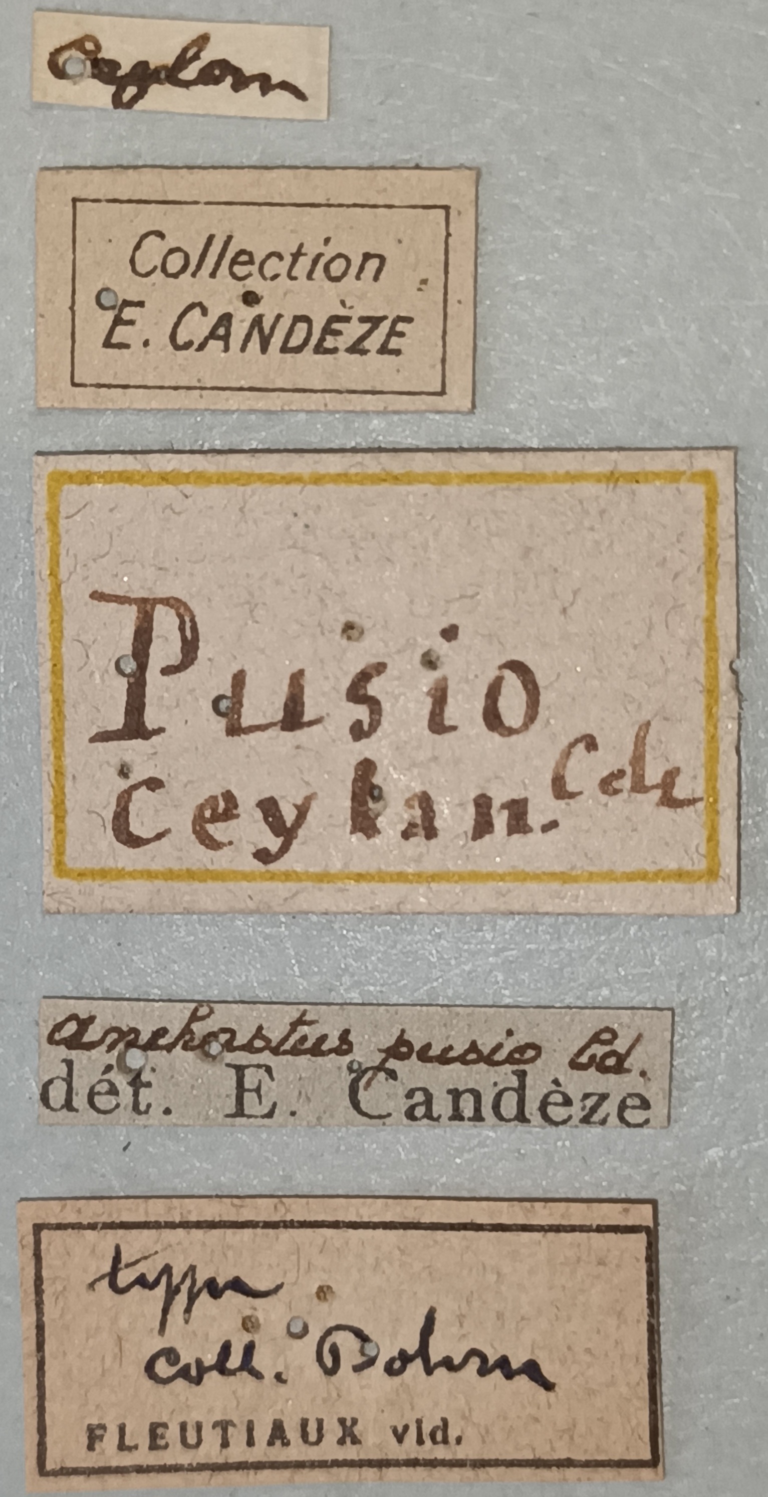 Anchastus pusio T Labels.jpg