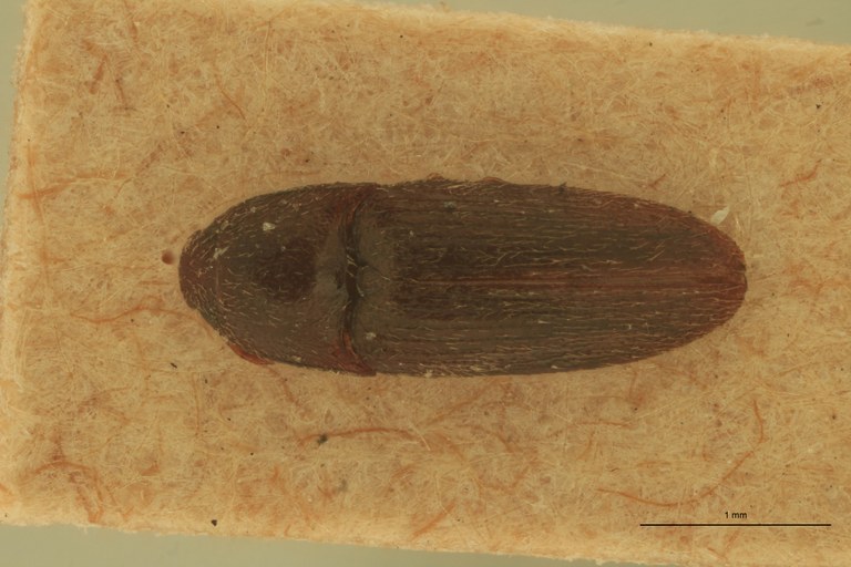 Anchastus pygmeus T D.jpg