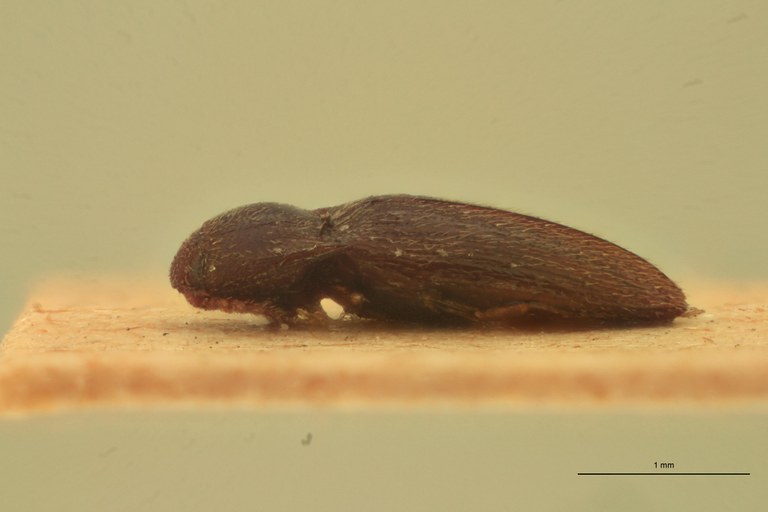 Anchastus pygmeus T L.jpg